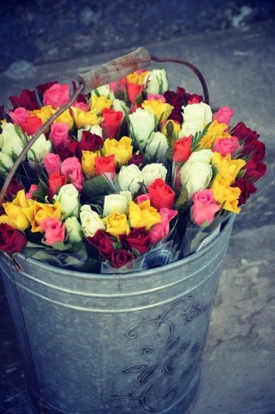 Букет роз в ведре
