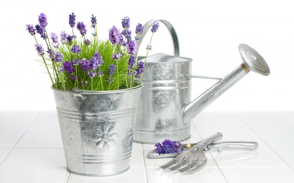 Лейка с цветами