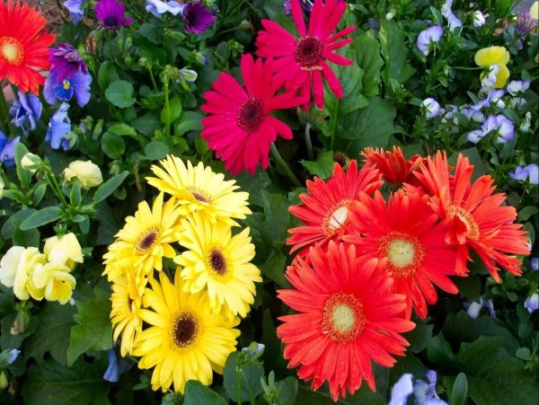 Гербер Садовая однолетняя