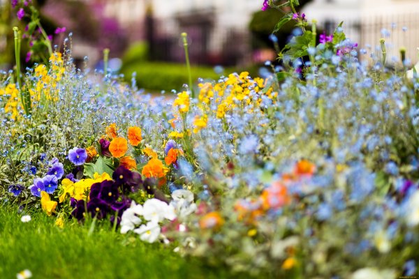 Клумба с полевыми цветами