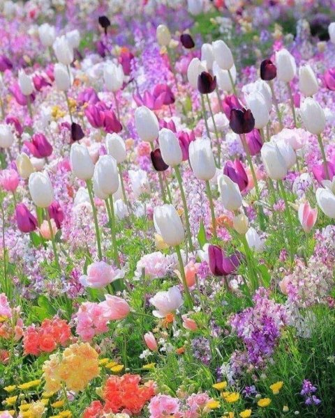 Весенние цветы гиацинты