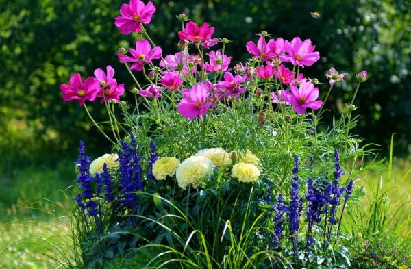 Космея Флоксы люпины ромашки