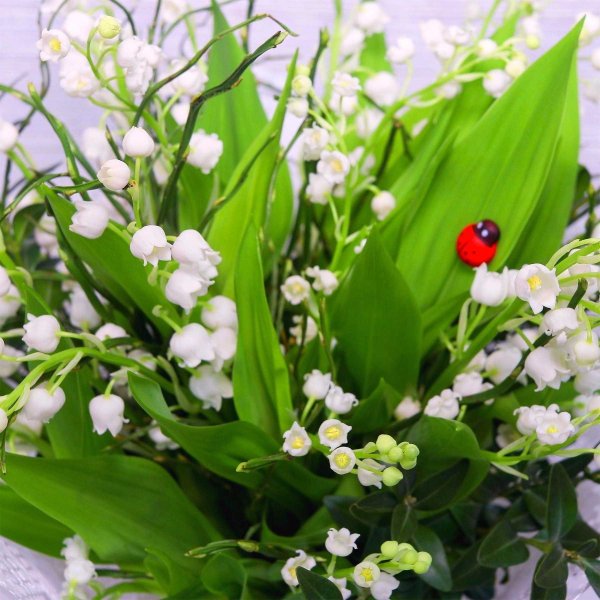 Красивые весенние цветы