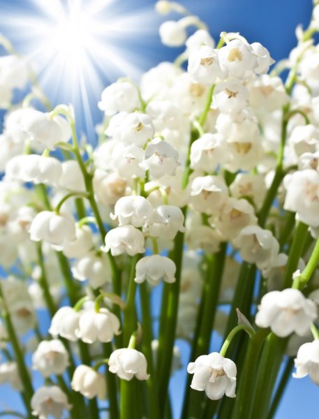 Ландыши "первоцветы"