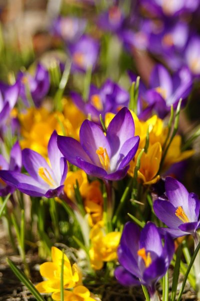 Весенние цветы