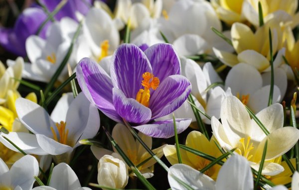 Первоцветы луковичные желтые