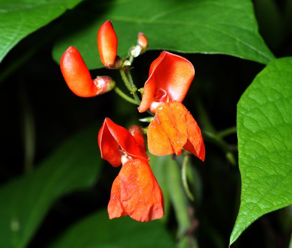 Фасоль огненно-красная Phaseolus coccineus l.