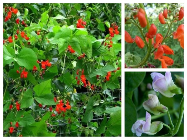 Вьюн декоративная фасоль