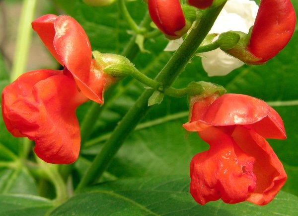 Фасоль огненно-красная (турецкие Бобы)