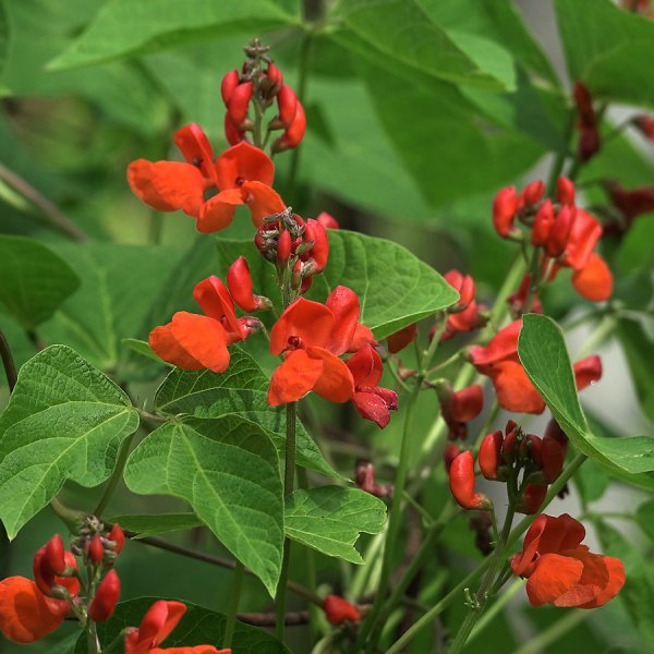 Фасоль огненно-красная Phaseolus coccineus l.