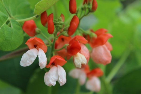 Фасоль огненно-красная (турецкие Бобы)