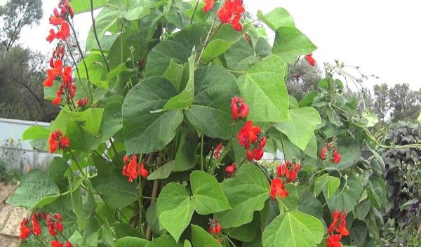 Фасоль Лиана вьющаяся