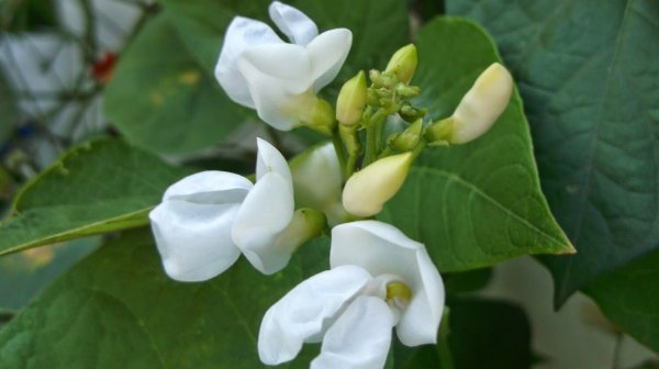 Фасоль обыкновенная цветок