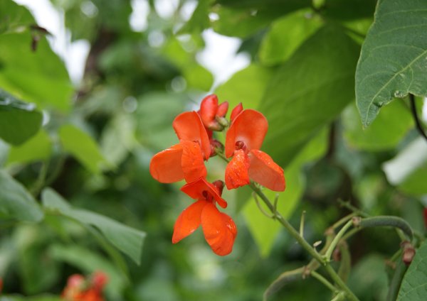 Phaseolus coccineus