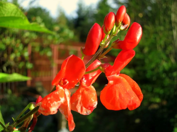 Фасоль красная (турецкие Бобы)