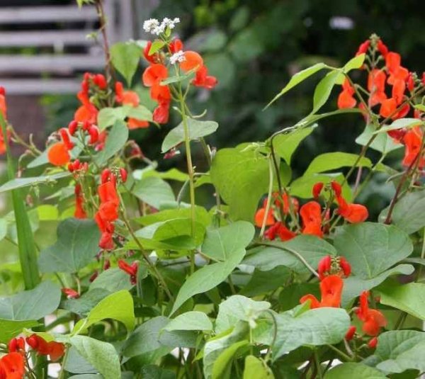 Фасоль вьющаяся Голден Файер