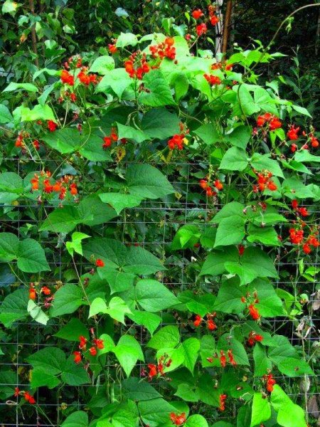 Фасоль огненно-красная (турецкие Бобы)