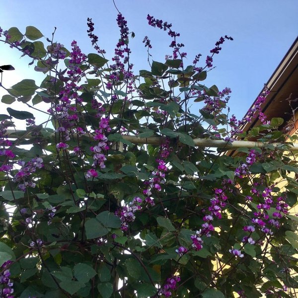 Долихос Лиана