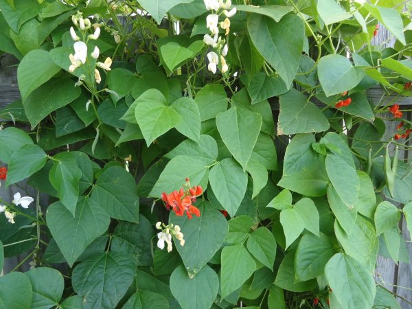 Лиана фасоль декоративная красная