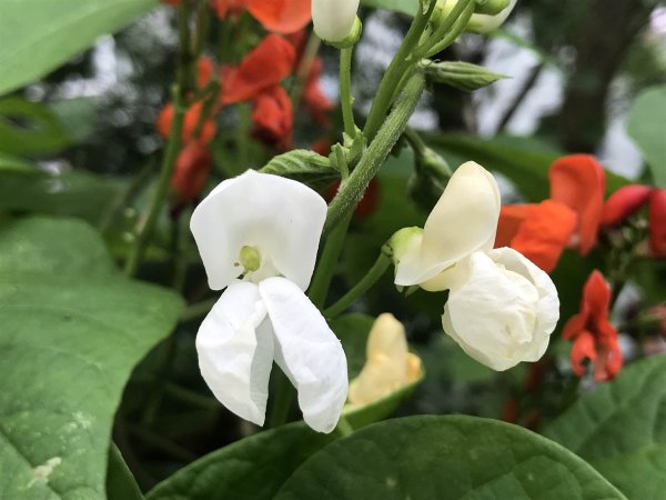 Phaseolus coccineus турецкие Бобы