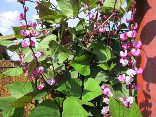 Долихос пурпурный (вьющаяся фасоль)