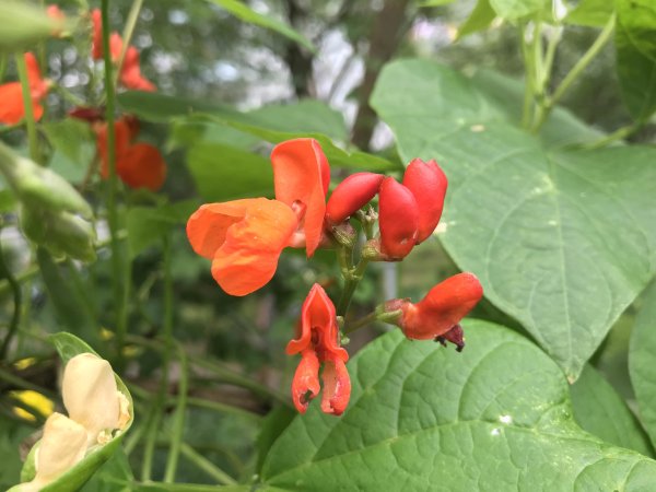 Фасоль огненно-красная (турецкие Бобы)