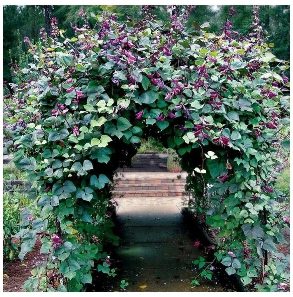 Долихос Вьюнок