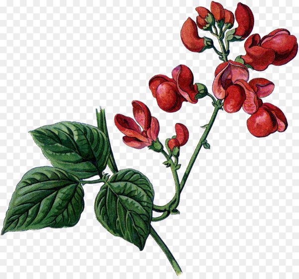 Фасоль Ботаническая иллюстрация