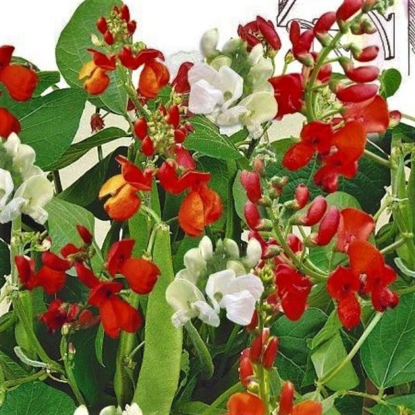 Фасоль красная герцогиня