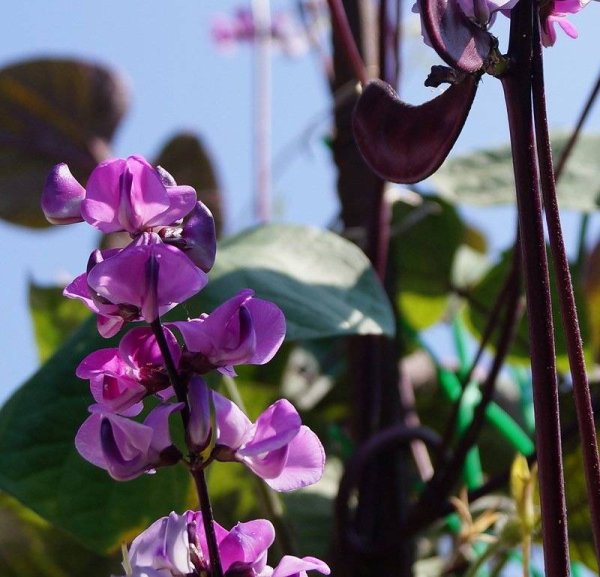 Долихос вьющаяся фасоль