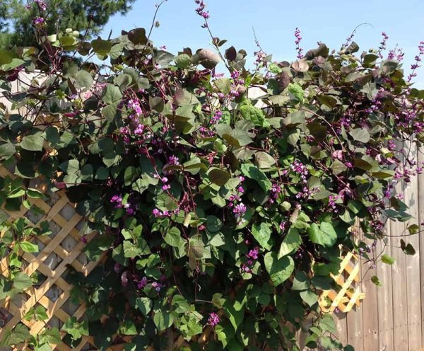 Долихос Лиана