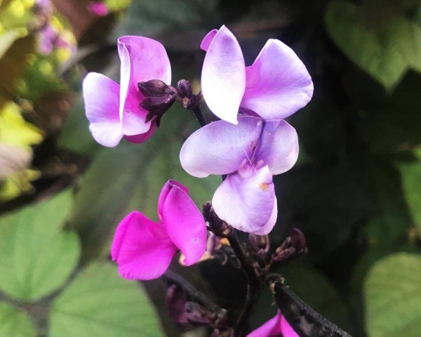 Долихос вьющаяся сирень