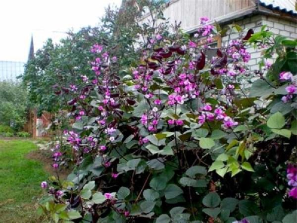 Лиана гиацинтовые Бобы