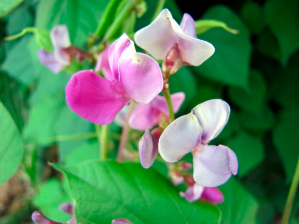 Фасоль долихос