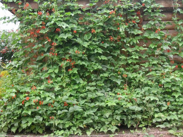 Фасоль Лиана вьющаяся