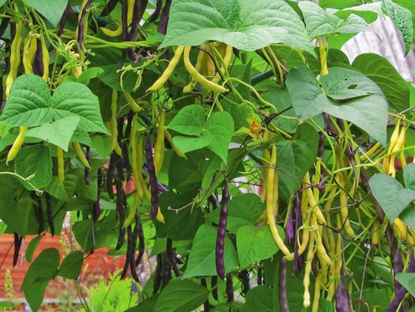 Фасоль спаржевая вьющаяся
