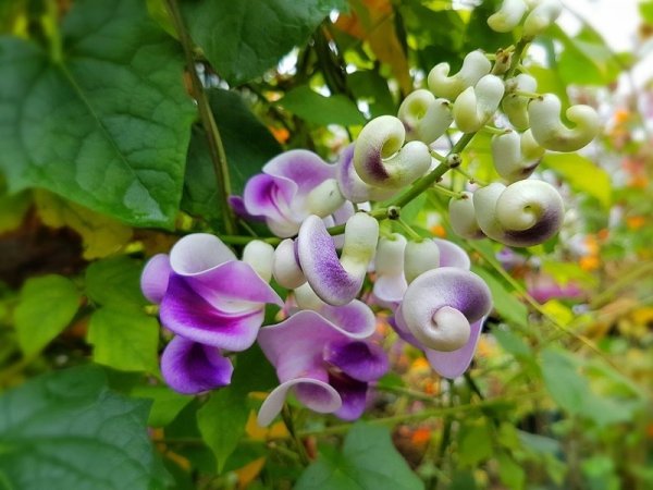 Вигна Каракалла