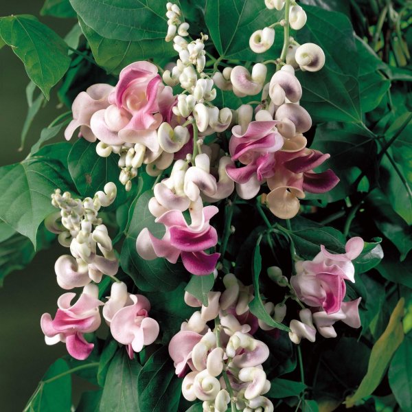 Долихос Лиана