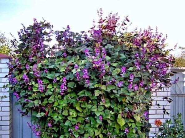 Лиана фасоль декоративная