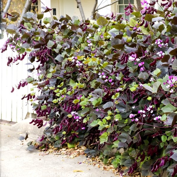 Долихос вьющаяся сирень