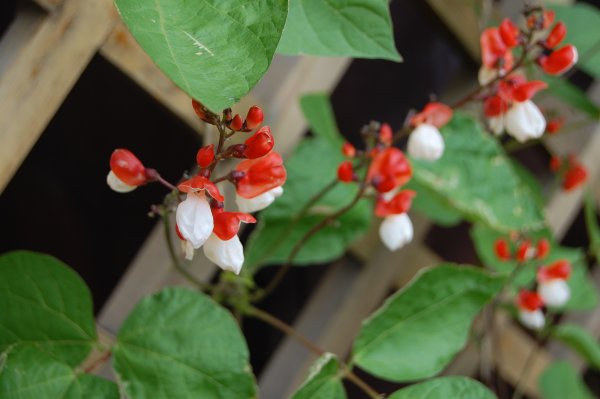 Гиацинтовые Бобы долихос