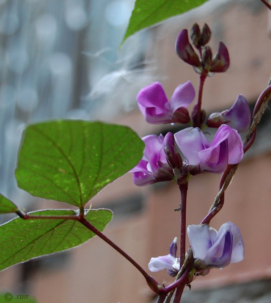 Phaseolus coccineus турецкие Бобы