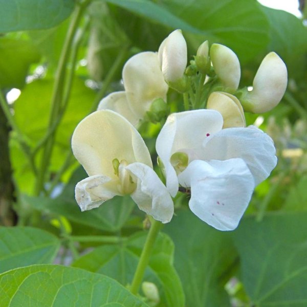 Phaseolus multiflorus