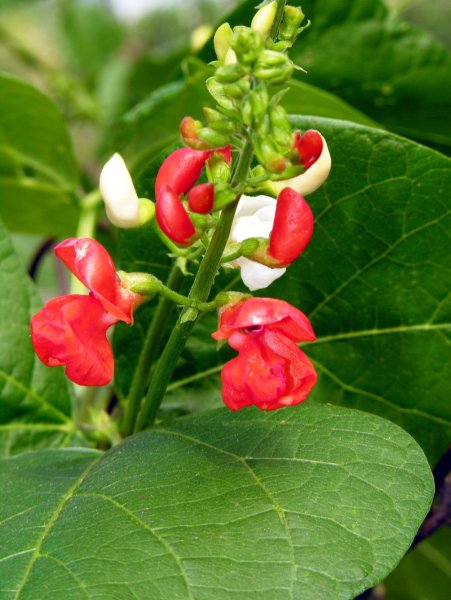 Фасоль декоративная красноцветущая