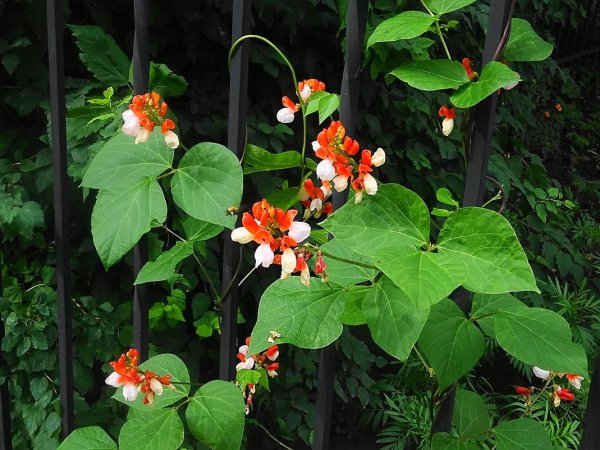 Декоративная фасоль долихос