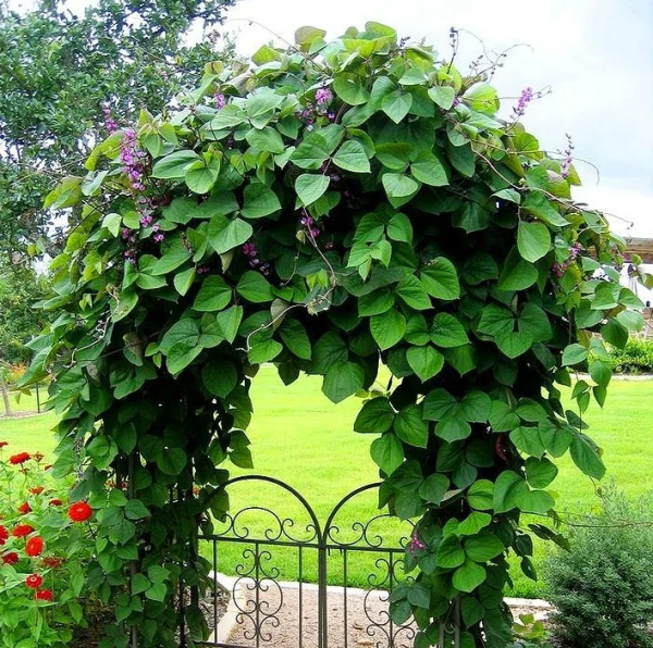 Фасоль Лиана вьющаяся