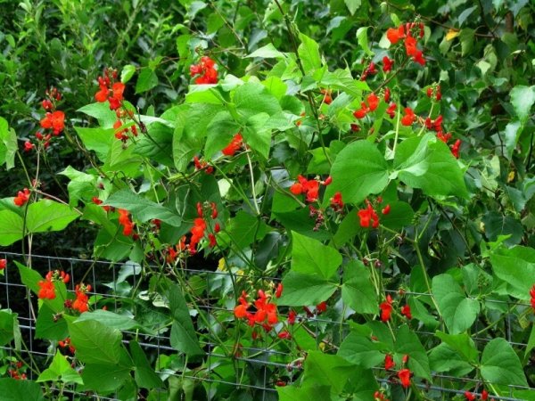 Phaseolus coccineus турецкие Бобы