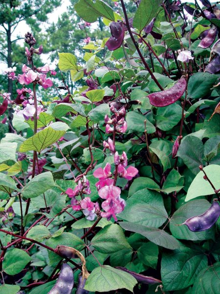 Долихос вьющаяся сирень