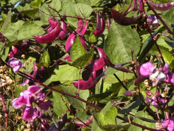 Лиана фасоль декоративная красная