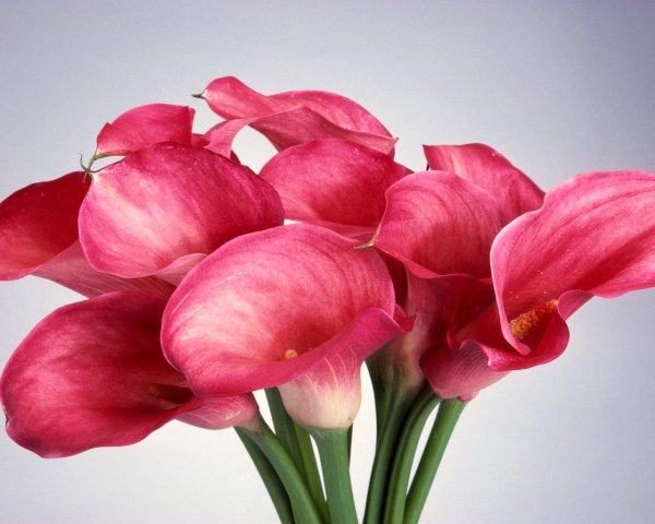 Calla Lily цветок